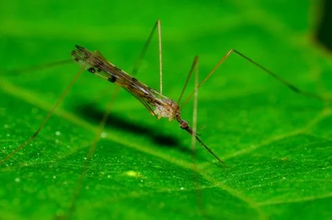 Crane fly Stock Photos