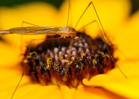 Crane fly Stock Photos