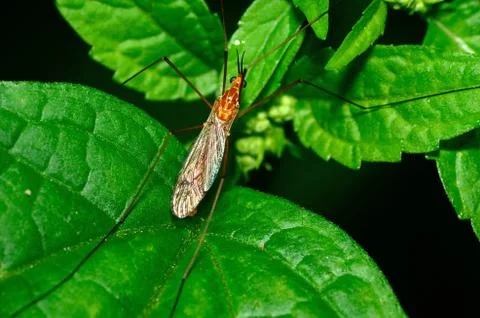 Crane fly Stock Photos