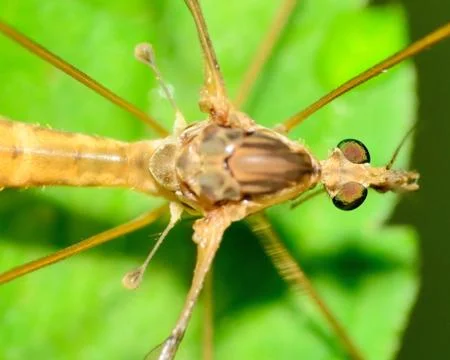 Crane fly Stock Photos