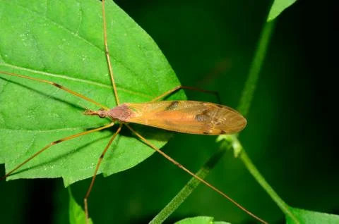 Crane fly Stock Photos