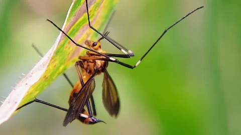 Crane Fly (Pselliophora) Resting Under Leaf 4K Slow Motion Copy Space Stock Footage 346405814