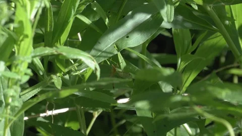 Crane Fly Resting on Foliage - Wide Macro Shot Vídeos de archivo 335700451