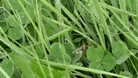 Crane fly resting in a green meadow among clover and grass covered with dew Stock Footage 79597559