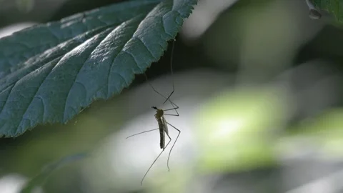 Crane Fly Resting Under a Green Leaf - 4K Macro Wildlife Shot Vídeos de archivo 335712868