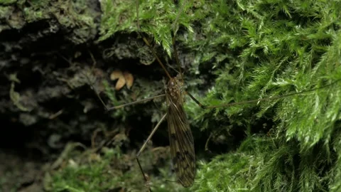 A crane-fly sits against a background of moss. Stock Footage 152710925