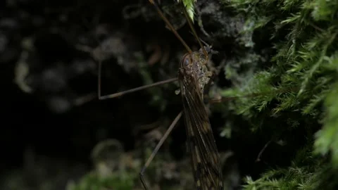 A crane-fly sits against a background of rotten wood. Видео 152711050