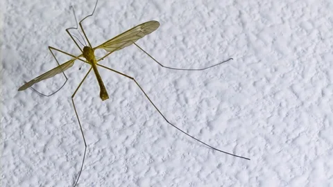 Crane Fly taking flight back view Super Slow Motion 1500fps Stock Footage 126031939