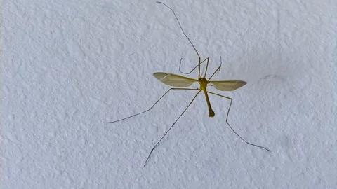 Crane Fly taking flight Super Slow Motion 1500fps Stock Footage 126031878