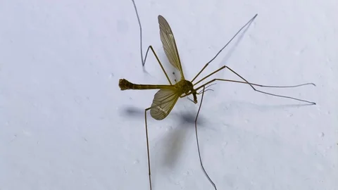 Crane Fly taking flight from wall Super Slow Motion 1500fps, Macro Stock Footage 126096196