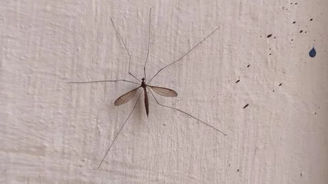 Crane Fly on Textured Wall Stock Footage 344392077