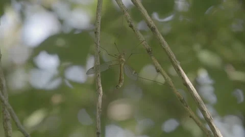 Crane Fly on Thin Branch Vidéo 334673892