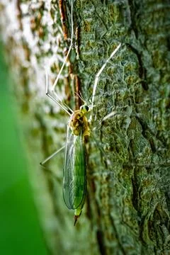 Crane fly Tipula resting on tree bark, macro insect Stock Photos