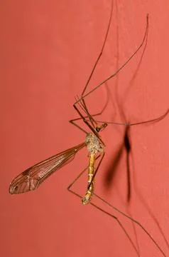 Crane fly Tipula sp. Stock Photos