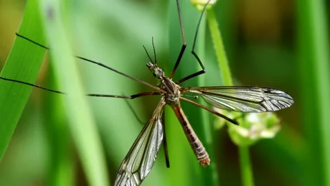 Crane Fly - Tipulidae Stock-Footage 138934703