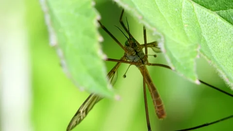 Crane Fly - Tipulidae Stock Footage 138935858