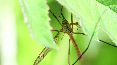 Crane Fly - Tipulidae Видео 138935920