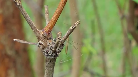 Crane Fly in tropical rain forest. Stock Footage 78753405