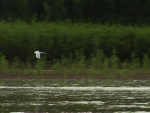 Crane Flying Over River in Amazon Jungle Rainforest Stock Footage 112943671