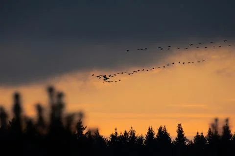 Crane flying to the sunset Stock Photos