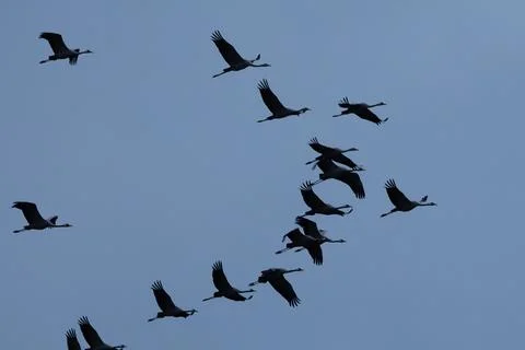Crane flying to the sunset Stock Photos