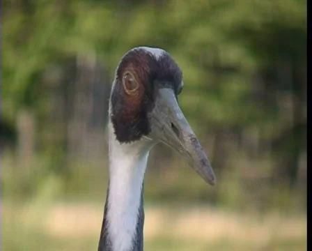 A crane Stock Footage