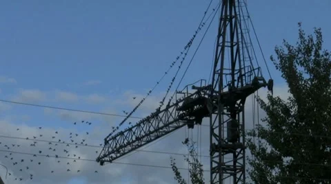 Crane Stock Footage 8672848