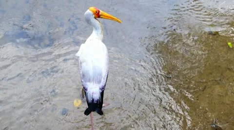 Crane Stock Footage 10814438