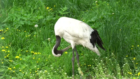 The  crane 스톡 동영상 111034137
