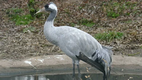 Crane. Video stock 112346618