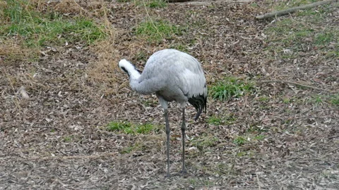 Crane. Video stock 112347330