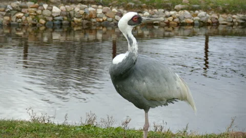 Crane. Video stock 112349540