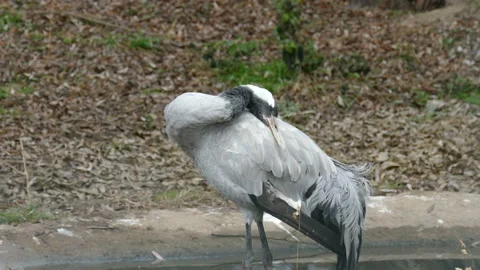 Crane Video stock 112349557