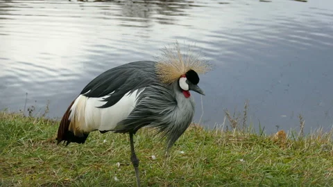 Crane. Video stock 112349562