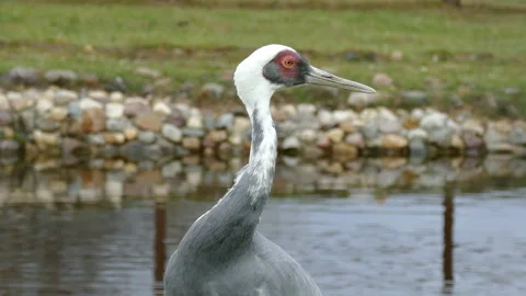 Crane Video stock 112421166