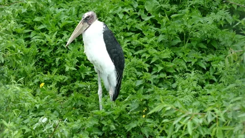 Crane. Video stock 113346798