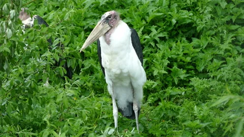 Crane. Stock Footage 113346866