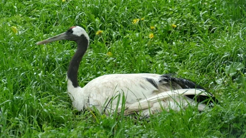 Crane. Stock Footage 113348211