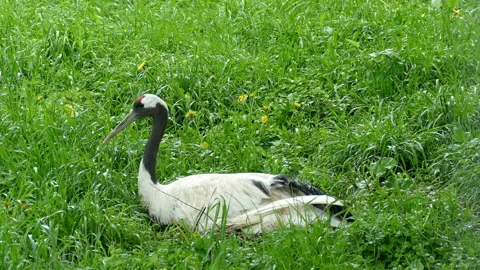 Crane Video stock 113348603