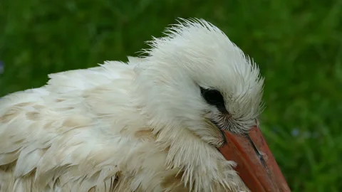 Crane. Video stock 113348613