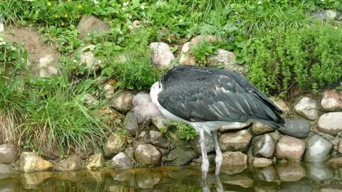 Crane. Stock Footage 113349531