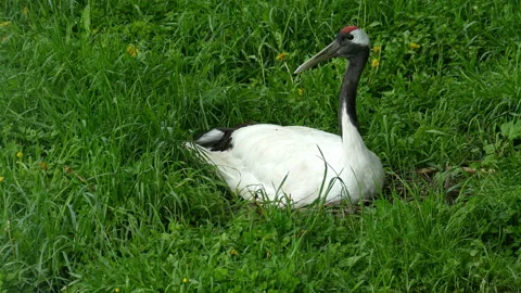 Crane. Video stock 113349538