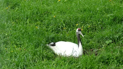 Crane. Video stock 113350768