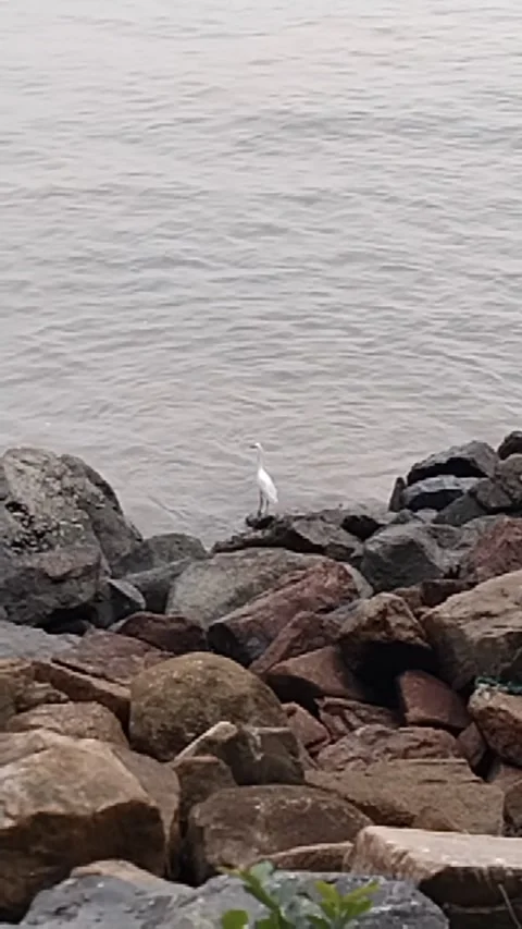 Crane Stock Footage 309852314