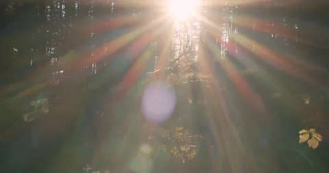 Crane up in forest revealing tress, God rays and lens flare from sun in 4k Stock Footage
