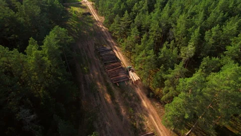 Crane forwarder machine during clearing of forest. deforestation Video stock 219807759