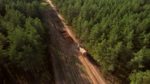Crane forwarder machine during clearing of forest. deforestation 스톡 동영상 219807848