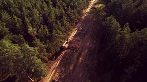 Crane forwarder machine during clearing of forest. deforestation Stock-Footage 219807926