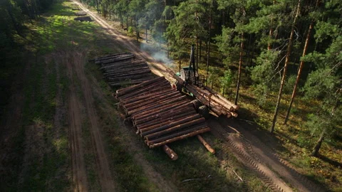 Crane forwarder machine during clearing of forest. deforestation Stock Footage 219808021