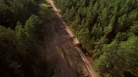 Crane forwarder machine during clearing of forested land. deforestation. Video stock 219808068
